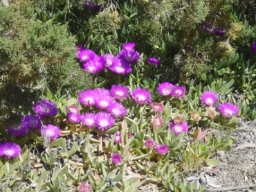 Spring flowers in the Parquet Natural