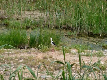 Black Winged Stilt 