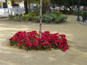 Christmas Poinsettias