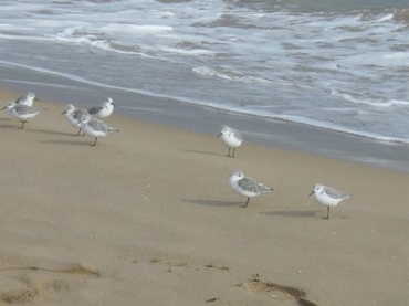 Winter Sands and hungry gulls